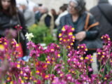 Firenze Flower Show, prima edizione autunnale: un weekend all’insegna del verde e della natura