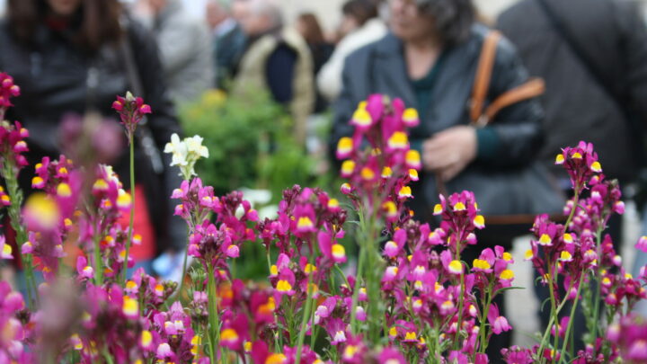 Firenze Flower Show, prima edizione autunnale: un weekend all’insegna del verde e della natura