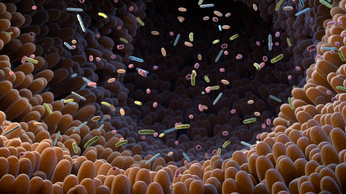 Il microbiota intestinale potenzia l’immunoterapia Il microbiota intestinale potenzia l’immunoterapia