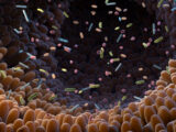 Il microbiota intestinale potenzia l’immunoterapia