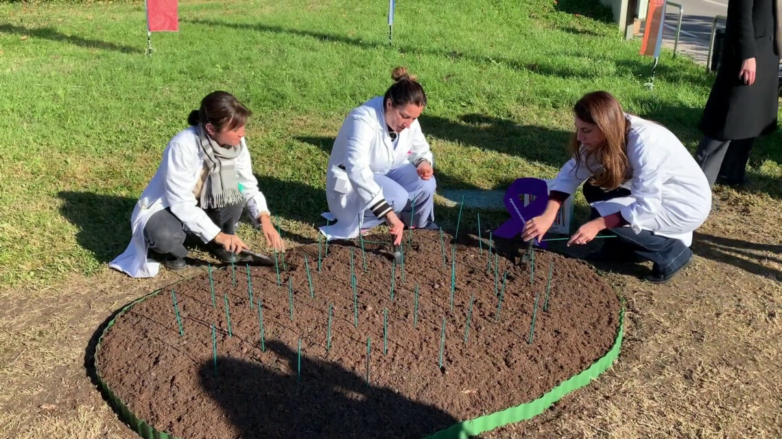 Humanitas, “Tulipani per la ricerca” contro il tumore al pancreas Humanitas, “Tulipani per la ricerca” contro il tumore al pancreas