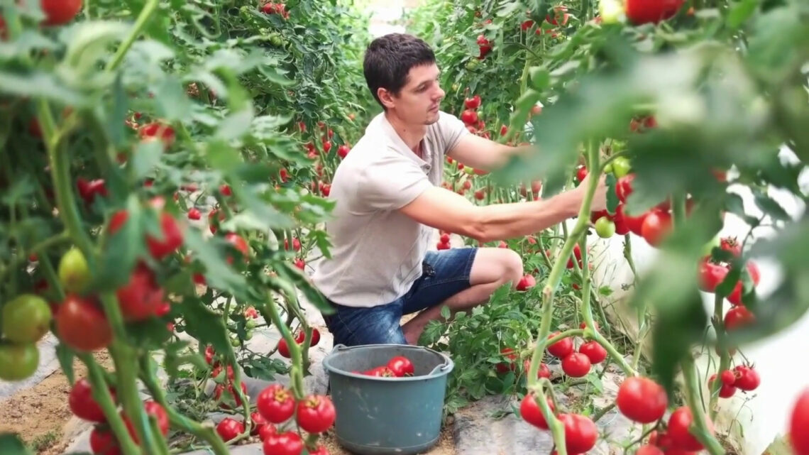 Agroalimentare, i costi nascosti valgono il 10% del Pil mondiale Agroalimentare, i costi nascosti valgono il 10% del Pil mondiale