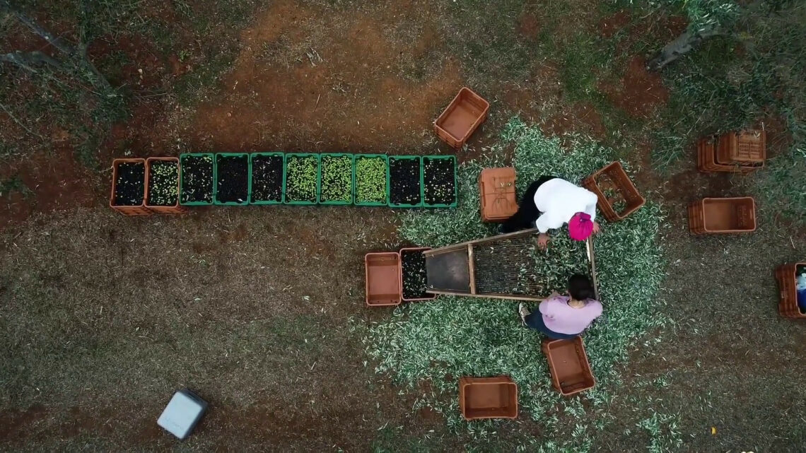 Il turismo delle radici volano per l’agroalimentare Il turismo delle radici volano per l’agroalimentare