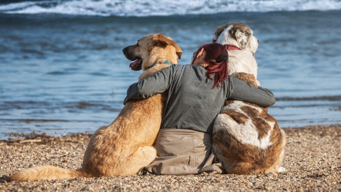 Gozo pet-friendly: alla scoperta di itinerari storici e atmosfere natalizie con il compagno a quattro zampe