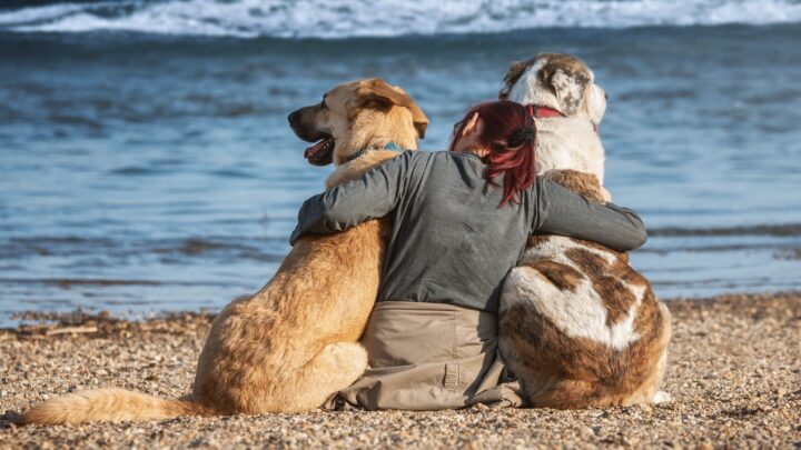 Gozo pet-friendly: alla scoperta di itinerari storici e atmosfere natalizie con il compagno a quattro zampe