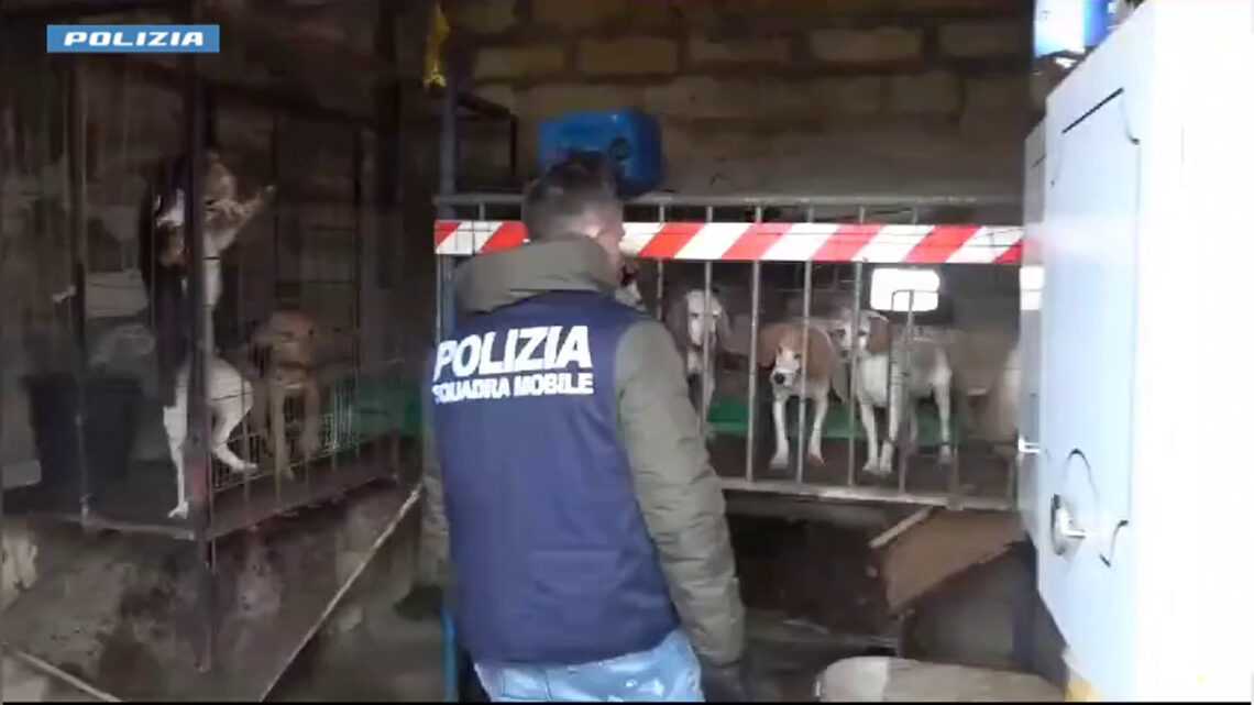 Polizia salva 12 cani nel nisseno, forse usati per combattimenti Polizia salva 12 cani nel nisseno, forse usati per combattimenti