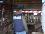Polizia salva 12 cani nel nisseno, forse usati per combattimenti