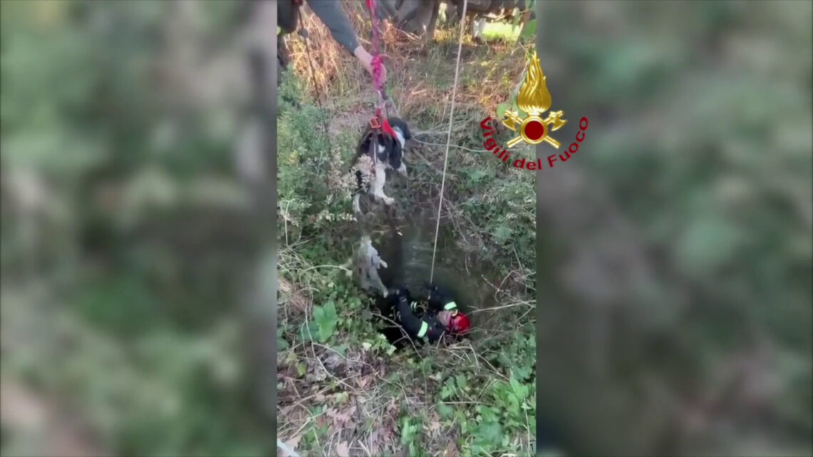 16 metri sotto terra, un cane finisce in un pozzo. Così lo salvano 16 metri sotto terra, un cane finisce in un pozzo. Così lo salvano