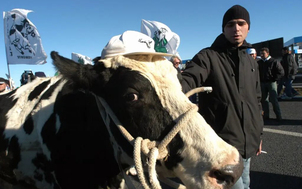 Protesta trattori, delegazione a San Pietro con la mucca Ercolina Protesta trattori, delegazione a San Pietro con la mucca Ercolina