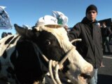 Protesta trattori, delegazione a San Pietro con la mucca Ercolina