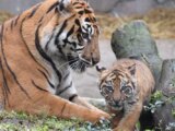 Il Bioparco di Roma svela al pubblico la tigrotta Kala