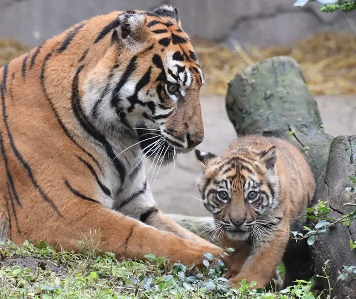 Il Bioparco di Roma svela al pubblico la tigrotta Kala Il Bioparco di Roma svela al pubblico la tigrotta Kala