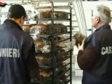 Nas sequestrano due tonnellate tra uova di pasqua e colombe