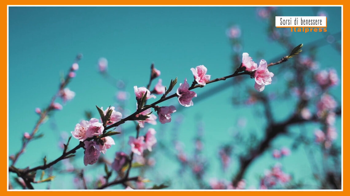 Sorsi di benessere – La tisana giusta per iniziare la primavera Sorsi di benessere – La tisana giusta per iniziare la primavera