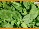 Sorsi di benessere – Pesto di spinacino e nocciole