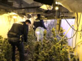 Bunker con 119 piante e 75 chili marijuana, un arresto nel siracusano