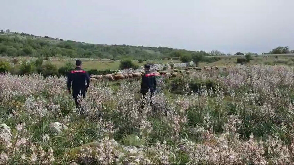 Truffa all’Ue in Alta Murgia, sequestrati 400 mila euro Truffa all’Ue in Alta Murgia, sequestrati 400 mila euro