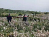 Truffa all’Ue in Alta Murgia, sequestrati 400 mila euro