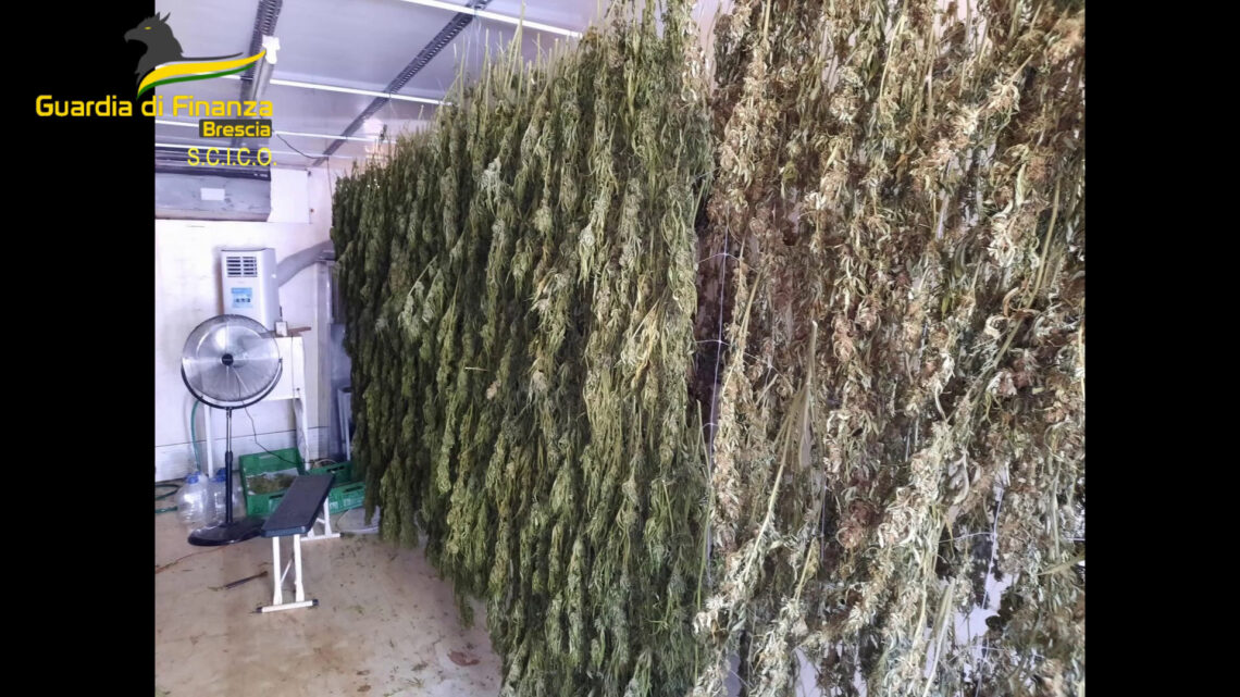 Brescia, coltivavano e raffinavano marijuana, 8 misure cautelari Brescia, coltivavano e raffinavano marijuana, 8 misure cautelari