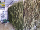 Brescia, coltivavano e raffinavano marijuana, 8 misure cautelari