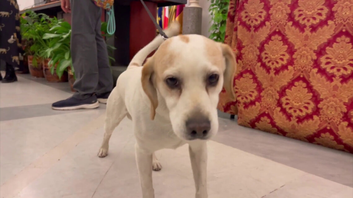 La penna d’oca del Campidoglio, un premio per chi rispetta gli animali La penna d’oca del Campidoglio, un premio per chi rispetta gli animali