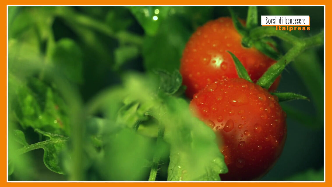 Sorsi di benessere – Il pomodoro “Re” dell’estate Sorsi di benessere – Il pomodoro “Re” dell’estate