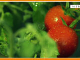 Sorsi di benessere – Il pomodoro “Re” dell’estate