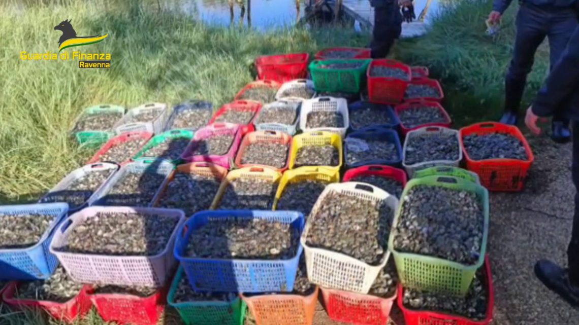 Ravenna, sequestrate vongole e 6 imbarcazioni per bracconaggio ittico Ravenna, sequestrate vongole e 6 imbarcazioni per bracconaggio ittico