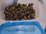 Augusta, cane antidroga scopre marijuana, arrestato spacciatore