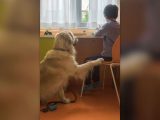 Purina insieme a Fridàs Friends per la Pet Therapy al Fatebenefratelli