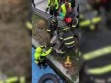 Milano, Vigili del Fuoco recuperano capriolo dalle acque del Naviglio