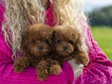 Il Barboncino: Una delle Razze Canine Più Intelligenti