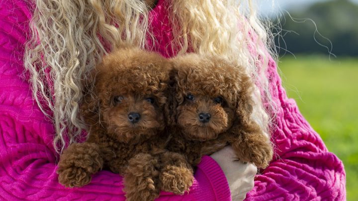 Il Barboncino: Una delle Razze Canine Più Intelligenti