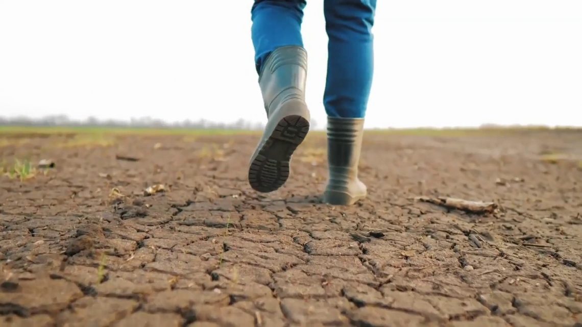 Siccità, 112 milioni per le imprese agricole danneggiate Siccità, 112 milioni per le imprese agricole danneggiate