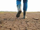 Siccità, 112 milioni per le imprese agricole danneggiate