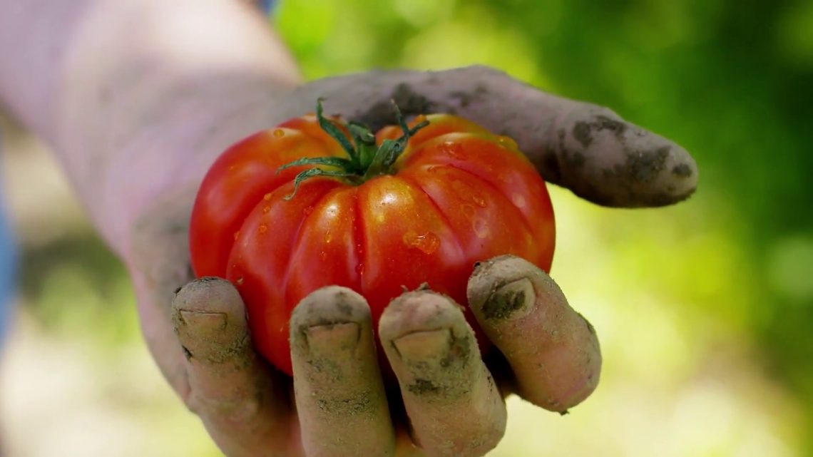 Agricoltura, crescono le coperture assicurative per il bio Agricoltura, crescono le coperture assicurative per il bio
