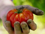 Agricoltura, crescono le coperture assicurative per il bio