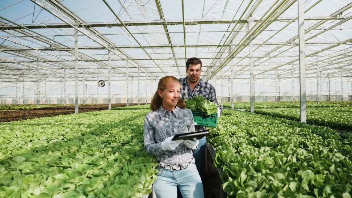 Agricoltura, Italia prima in Europa per valore aggiunto Agricoltura, Italia prima in Europa per valore aggiunto