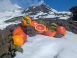 L’Etna si tinge di arancio: il Consorzio di Tutela dell’Arancia Rossa di Sicilia IGP sale sulle vette e rende omaggio al vulcano per il nuovo raccolto 2024-2025.