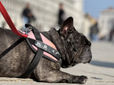 Arriva “Dogs & Museum Road Show” in 52 città italiane.