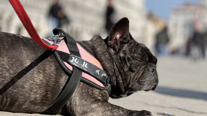 Arriva “Dogs & Museum Road Show” in 52 città italiane.