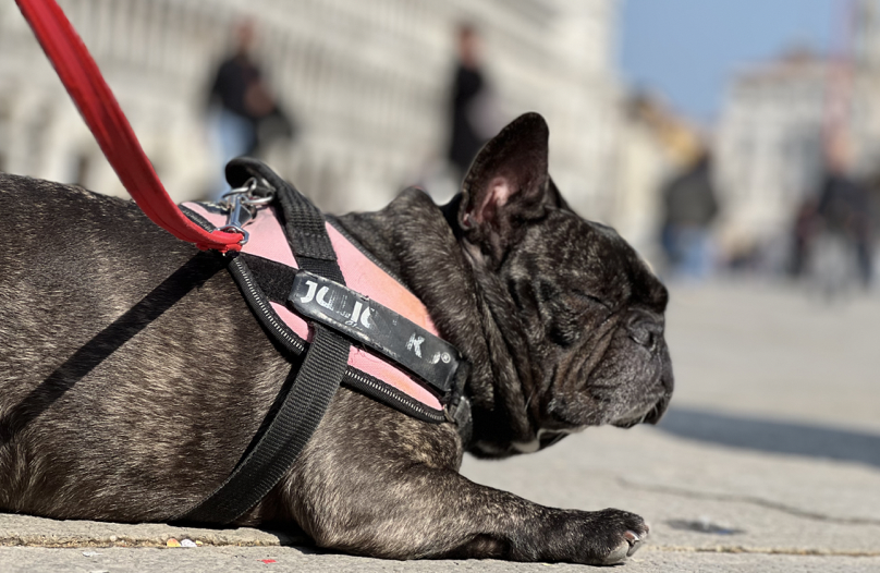 Arriva “Dogs & Museum Road Show” in 52 città italiane.
