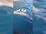 Salvato un cucciolo di delfino a Trapani, le immagini