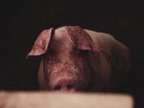 Legambiente, strada in salita per la tutela degli animali in Italia