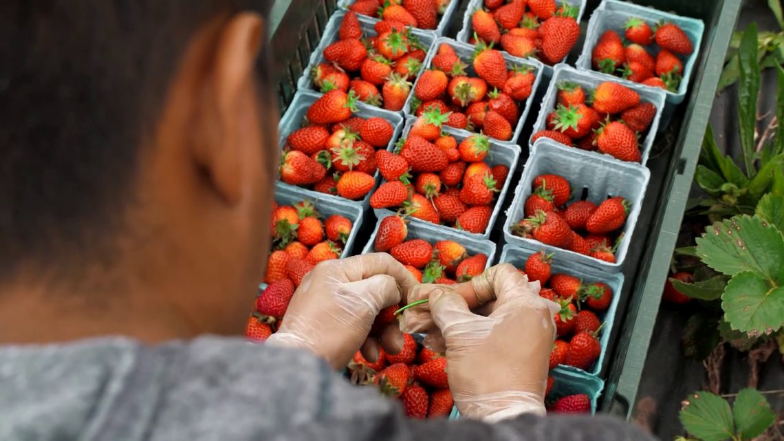 41 milioni di euro per assicurazioni agevolate in agricoltura 41 milioni di euro per assicurazioni agevolate in agricoltura