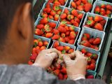 41 milioni di euro per assicurazioni agevolate in agricoltura