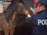 In salvo cavalla pronta per la macellazione, una denuncia a Catania