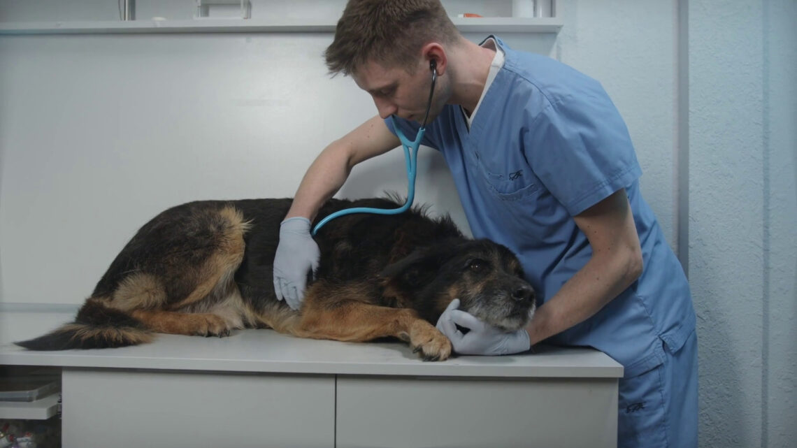 A Palermo un convegno sul welfare degli animali d’affezione A Palermo un convegno sul welfare degli animali d’affezione