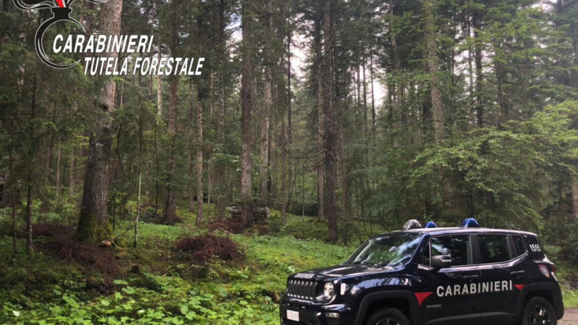 Ambiente e repressione nella giornata delle foreste Ambiente e repressione nella giornata delle foreste