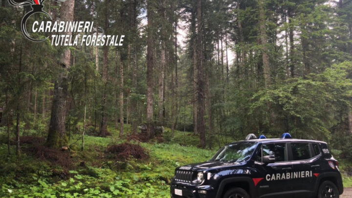 Ambiente e repressione nella giornata delle foreste